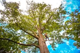 Best Tree Risk Assessment  in Shattuck, OK