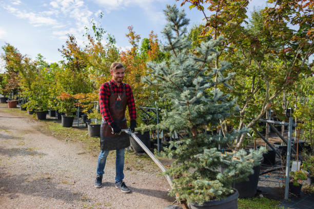 Trusted Shattuck, OK  Tree Services Experts