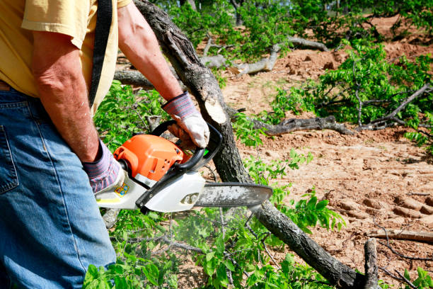 Best Tree and Shrub Care  in Shattuck, OK